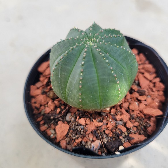 多肉植物❤ユーフォルビア❤オベサ梵天❤抜き苗 その他インテリア雑貨