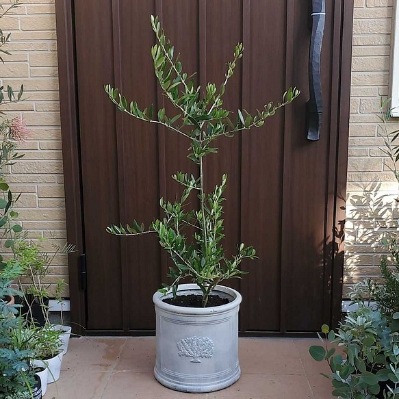 大きなオリーブの木♪フラントイオ お洒落鉢植え 観葉植物 シンボル ...