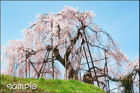 畑のじだれ桜 1枚目の画像