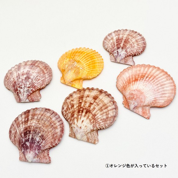 ヒオーギ貝６枚セット 1枚目の画像