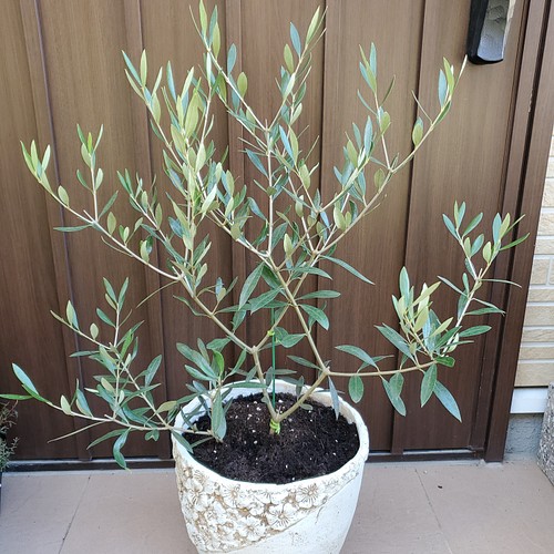 大きめ♪オリーブの木 エルグレコ 大型お洒落鉢植え 苗 シンボルツリー 