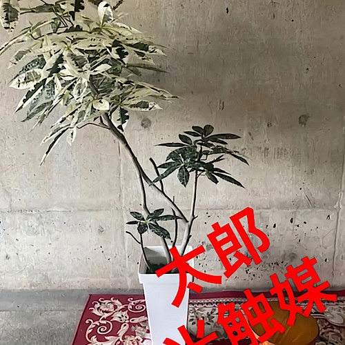 光触媒 人工観葉植物 ウォールグリーン フェイク フラワー