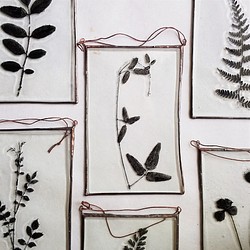 「Botanical Card/ツルマメ」　ガラス、植物標本、オーナメント 1枚目の画像