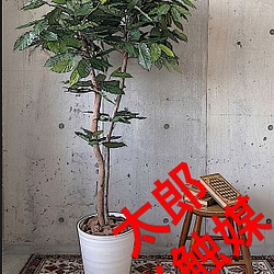 光触媒 人工観葉植物 ウォールグリーン フェイク フラワー コーヒーの