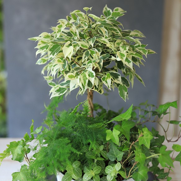 【室内・観葉植物】トピアリー風ベンジャミンのプランツギャザリング