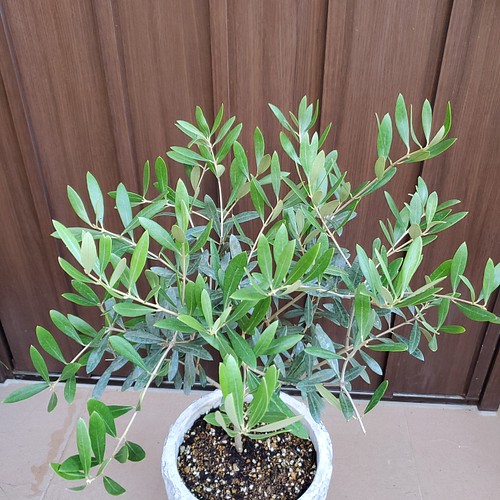 オリーブの木 ネバディロブランコ エレガント鉢植え 苗 シンボルツリー 