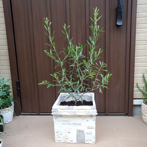 大きめ♪オリーブの木 エルグレコ ハウス型スクエア鉢植え 苗 シンボル