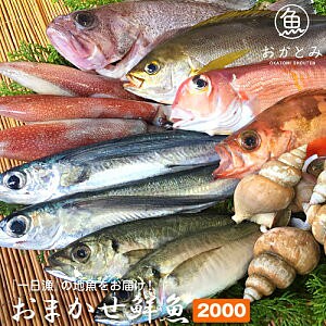 New!◆おまかせ鮮魚◆2000円～日本海のとれたて鮮魚が新鮮なまま＆下ごしらえ済で届きます♪ 1枚目の画像