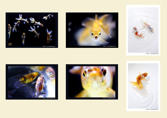 金魚　写真　ポストカード　6枚セット　写真展「変幻〜Gold Fish〜」より① 1枚目の画像