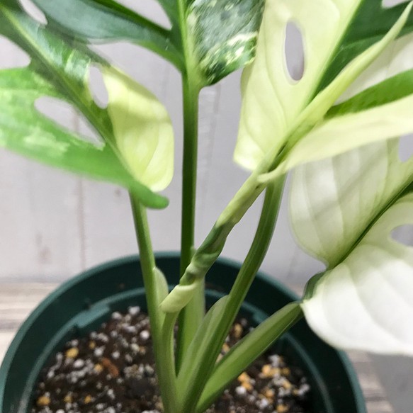 極斑良個体 ハーフムーン マドカズラ 斑入り Monstera adansonii