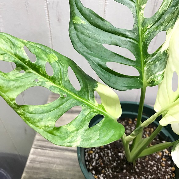 極斑良個体 ハーフムーン マドカズラ 斑入り Monstera adansonii