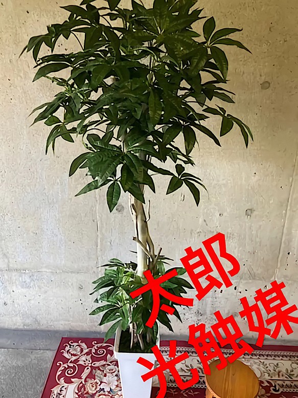 光触媒 人工観葉植物 ウォールグリーン 造花 インテリア パキラ170