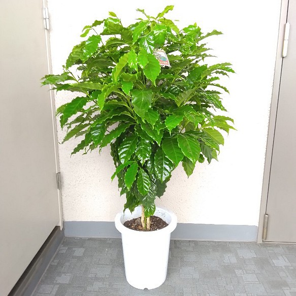 現品 コーヒーの木 ブルーマウンテン 珍しい人気観葉植物 大株 高さ 100 樹形綺麗 ボリュウーム 8号 ギフト フラワー リース Phylicaフィリカ 通販 Creema クリーマ ハンドメイド 手作り クラフト作品の販売サイト