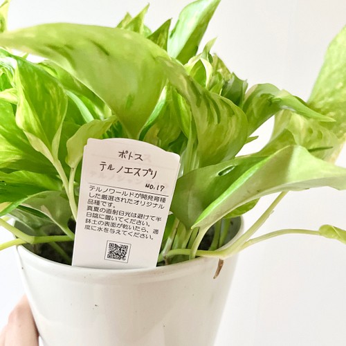 新品種 ポトス テルノエスプリ 観葉植物 室内 12 その他インテリア雑貨 Calm Cafe 通販 Creema クリーマ ハンドメイド 手作り クラフト作品の販売サイト