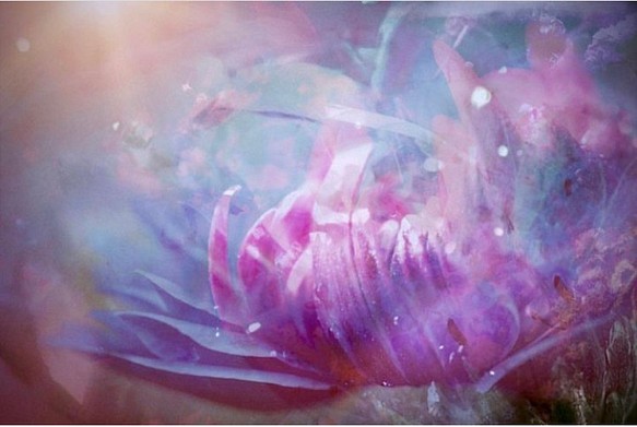 「花の目覚め」　アート　カンバス　キャンバスプリント　写真　コンパクト　インテリア　花　癒し　紫　雑貨　プリント　光 1枚目の画像