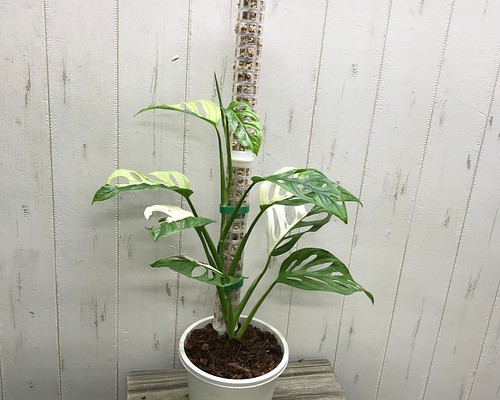 極斑良個体 ハーフムーン マドカズラ 斑入り Monstera adansonii