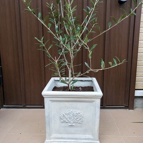 大きめ♪オリーブの木 エルグレコ スクエア型ホワイト鉢植え 苗 