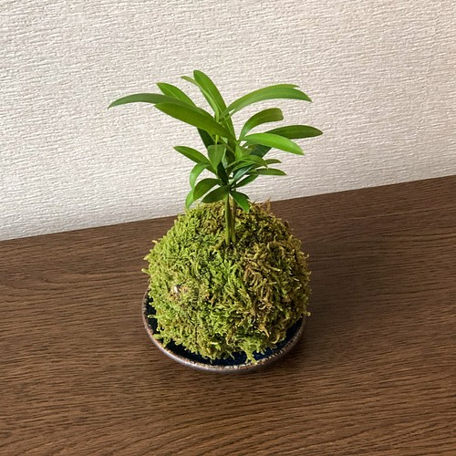 送料無料 ラカンマキの苔玉 丈夫で育てやすい フラワー リース Mossball 通販 Creema クリーマ ハンドメイド 手作り クラフト作品の販売サイト