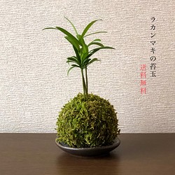 送料無料 ラカンマキの苔玉 丈夫で育てやすい フラワー リース Mossball 通販 Creema クリーマ ハンドメイド 手作り クラフト作品の販売サイト