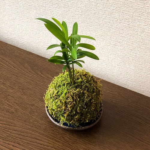 送料無料 ラカンマキの苔玉 丈夫で育てやすい フラワー リース Mossball 通販 Creema クリーマ ハンドメイド 手作り クラフト作品の販売サイト