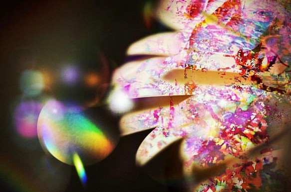 「光のさすほうへ」Ａ５サイズ　キャンパスプリント　アート　インテリア　自然　花　光　虹　神秘的　幻想的　コンパクト 1枚目の画像