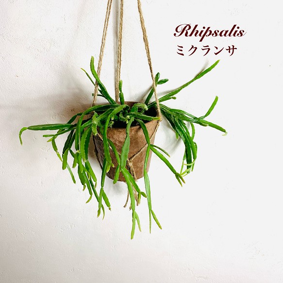 飾って楽しむ『リプサリス・ミクランサ』ハンギングアロマ鉢　3号　観葉植物　インテリア　壁掛け 1枚目の画像