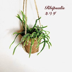 飾って楽しむ『リプサリス・ホリダ』ハンギングアロマ鉢　3号　観葉植物　インテリア　壁掛け 1枚目の画像