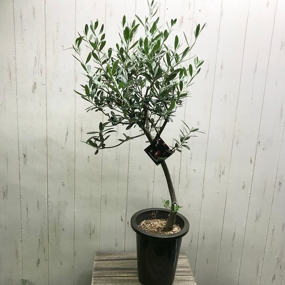 オリーブの木 マンザニロ Souju 7号 L その他インテリア雑貨 Plants Shop Olive 通販 Creema クリーマ ハンドメイド 手作り クラフト作品の販売サイト