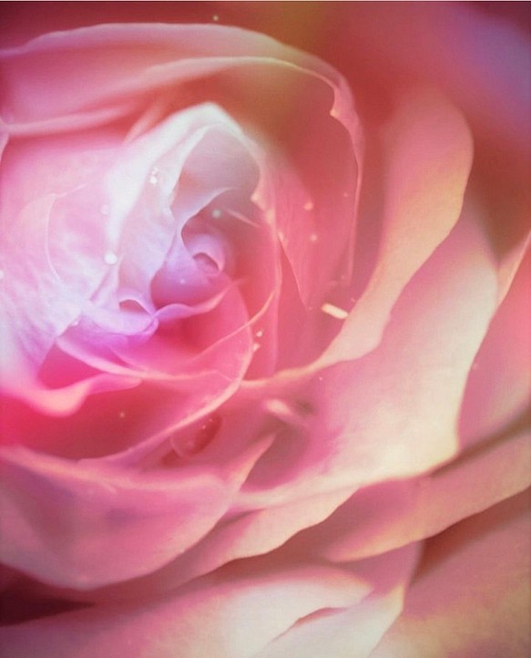薔薇の誘惑 アート ｆｏサイズ コンパクト 写真 インテリア 薔薇 バラ ピンク 赤 フェミニン かわいい 綺麗 美 立体 オブジェ Monica 通販 Creema クリーマ ハンドメイド 手作り クラフト作品の販売サイト