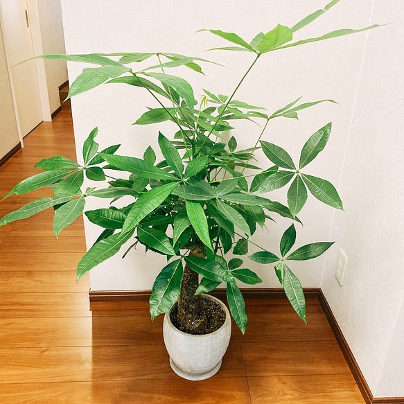 現品 パキラ 観葉植物 陶器鉢受け皿付き おしゃれ 室内 育てやすい その他インテリア雑貨 Pf Green 通販 Creema クリーマ ハンドメイド 手作り クラフト作品の販売サイト