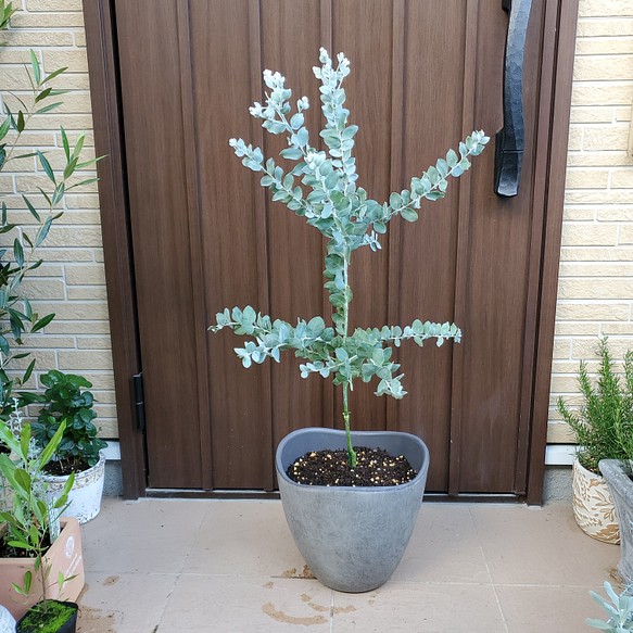 大きめ♡パールアカシア　テラコッタ鉢植え　ミモザ　苗　オージープランツ