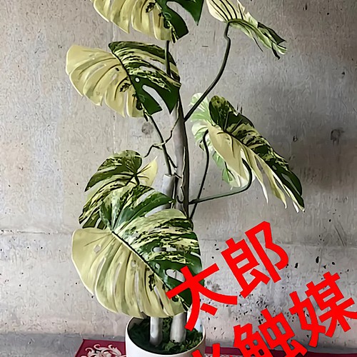 光触媒 人工観葉植物 ウォールグリーン フェイク フラワー 斑入り ...