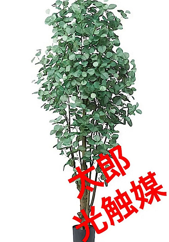 光触媒 人工観葉植物 ウォールグリーン フェイクグリーン ユーカリ225-