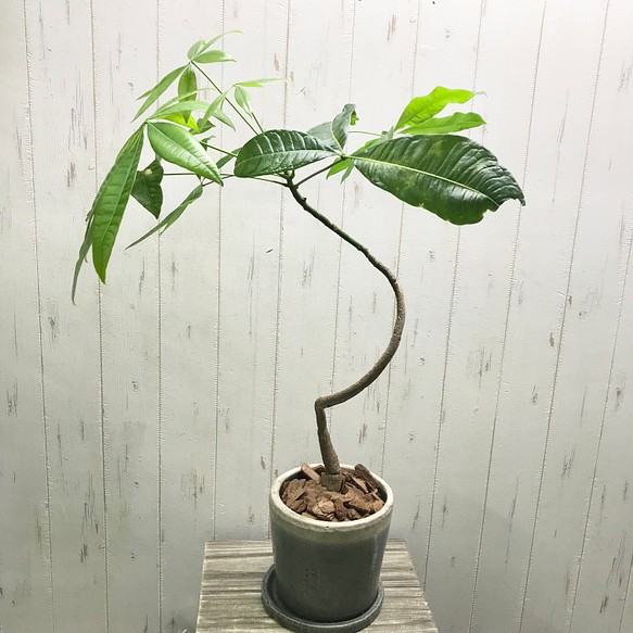 実生 ラセン パキラ 鉢付 お皿付 その他インテリア雑貨 Plants Shop Olive 通販 Creema クリーマ ハンドメイド 手作り クラフト作品の販売サイト