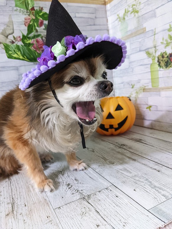 犬・猫用ハット （S）花紫 とんがり帽子 小型犬 ハロウィンコスプレ