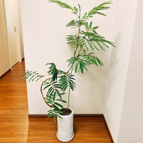 現品 エバーフレッシュ 観葉植物 陶器鉢受け皿付き おしゃれ 室内 大型 その他インテリア雑貨 Pf Green 通販 Creema クリーマ ハンドメイド 手作り クラフト作品の販売サイト