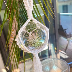 Hanging Glass Plants 1枚目の画像