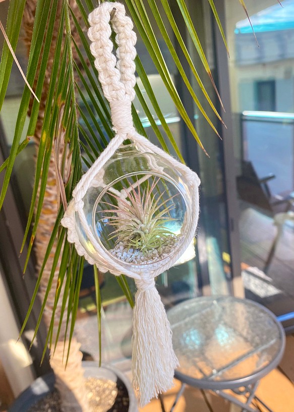Hanging Glass Plants 1枚目の画像