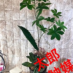 壁掛け+観葉植物」 のおすすめ人気通販 検索結果｜Creema(クリーマ