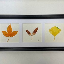 送料無料　額装　ボタニカルアート　原画　手書き　木の実　木の葉カエデ　ドングリ　イチョウ　植物 1枚目の画像