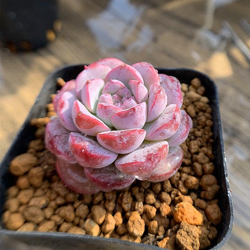 398.多肉植物 寄せ植え エケベリア属 Echeveria 'Amazing Grace