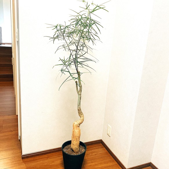 在庫］【希少】ボトルツリー 観葉植物 ブラキキトンルペストリス 大型