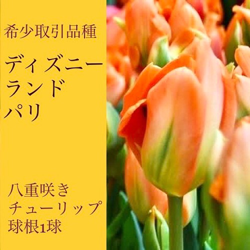 希少取引品種 ディズニーランドパリ 八重咲きチューリップ球根1球 フラワー リース 芍薬堂アカリン 通販 Creema クリーマ ハンドメイド 手作り クラフト作品の販売サイト