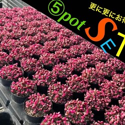 ✳️復活出品‼️ギシギシ 桜吹雪 Anacampseros 更に更にお得な⑤pot