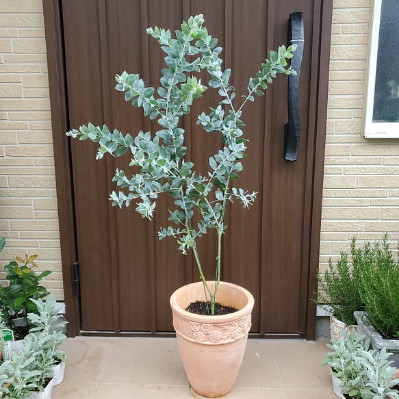 可愛い♪パールアカシア　大型モダン鉢植え　カラーリーフ　オージープランツ苗　苗木