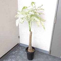 現品】希少品種 パキラ【ミルキーウェイ】斑入 大型観葉植物 高さ130