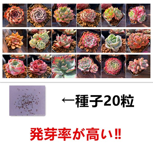 センペルビウム名札付き❗️⑩種枚⑩更にオマケ付き‼️✳️】 多肉植物