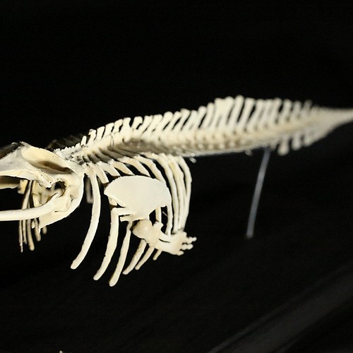 骨格標本　ヒゲクジラ類　ミンククジラ　椎骨　特大