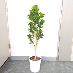 現品 希少 ガジュマル コンバクタ ベビーリーフ 大型観葉植物 高さ約107 高級セラアート鉢受皿付お祝い ギフト フラワー リース Phylicaフィリカ 通販 Creema クリーマ ハンドメイド 手作り クラフト作品の販売サイト