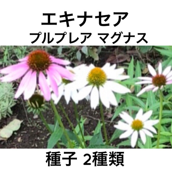 【限定】エキナセア プルプレアマグナス 白 ピンク 種子 各30粒 1枚目の画像